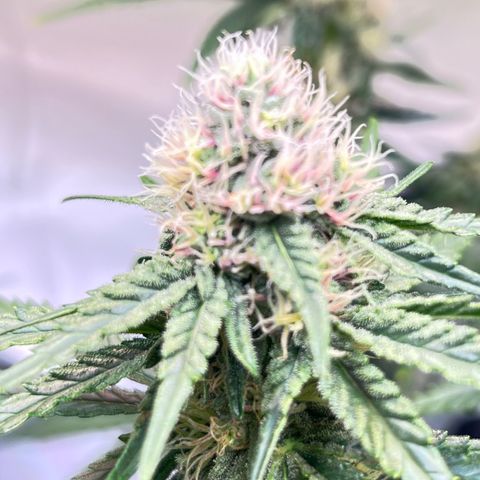S.N.B  #1 growlog timeline photo