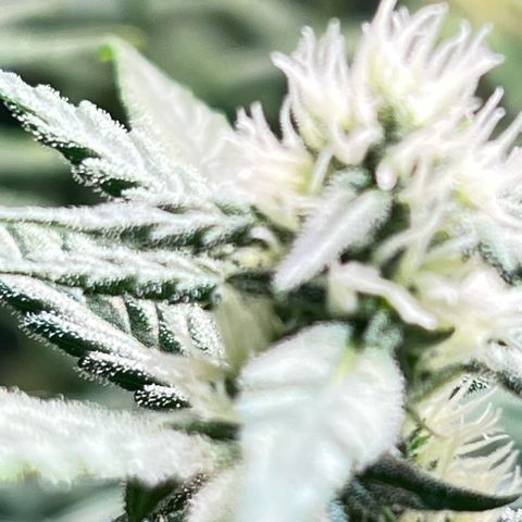 S.N.B  #1 growlog timeline photo