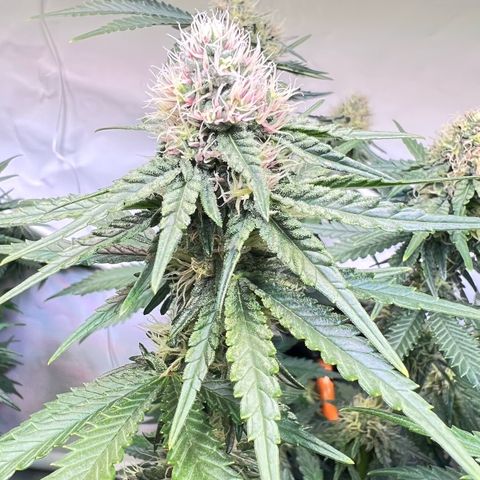 S.N.B  #1 growlog timeline photo