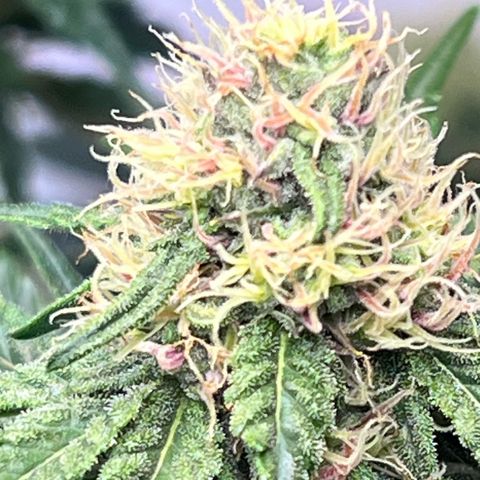 S.N.B  #1 growlog timeline photo