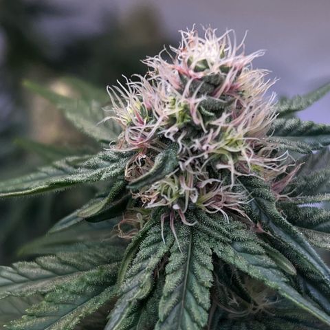 S.N.B  #1 growlog timeline photo