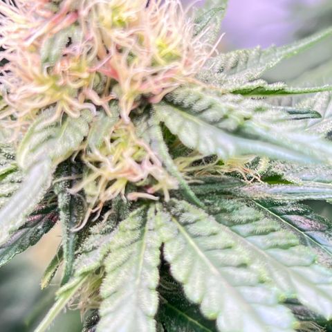 S.N.B  #1 growlog timeline photo