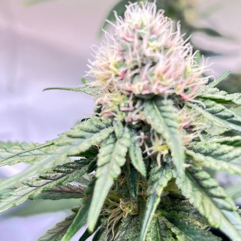 S.N.B  #1 growlog timeline photo
