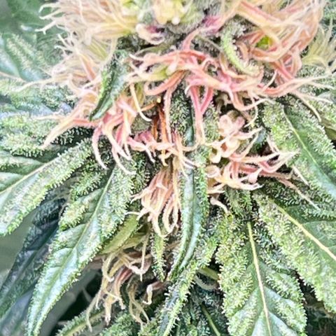 S.N.B  #1 growlog timeline photo