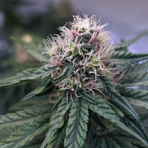 S.N.B  #1 growlog timeline photo