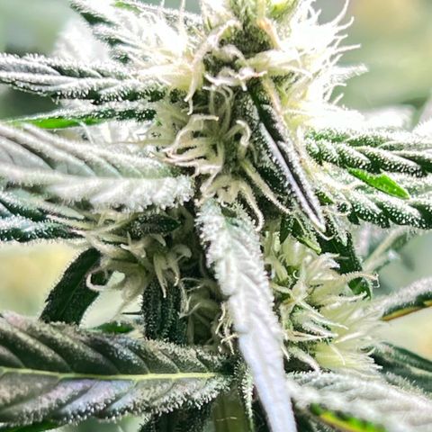 S.N.B  #1 growlog timeline photo