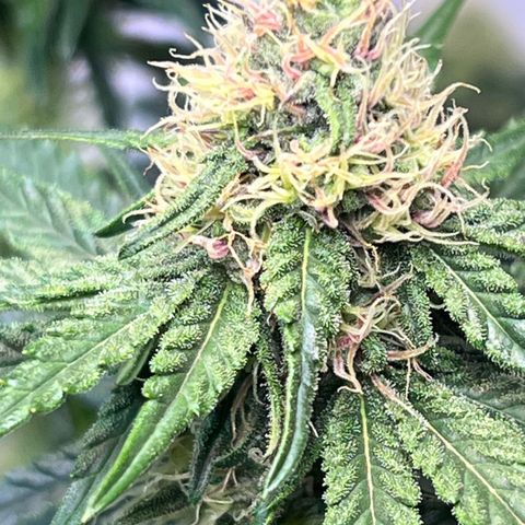 S.N.B  #1 growlog timeline photo