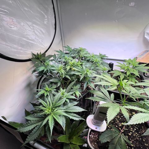 S.N.B  #1 growlog timeline photo