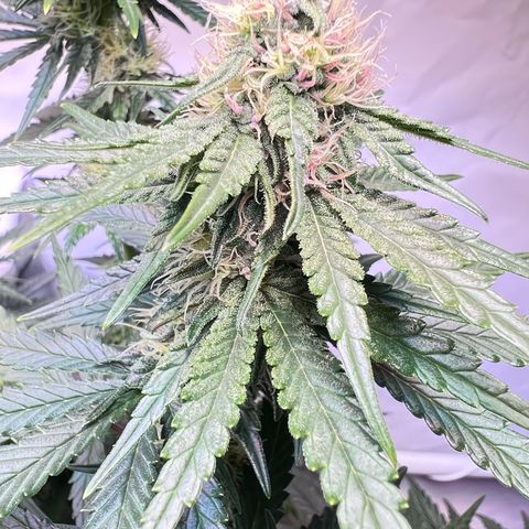 S.N.B  #1 growlog timeline photo