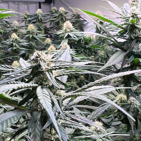 S.N.B  #1 growlog timeline photo