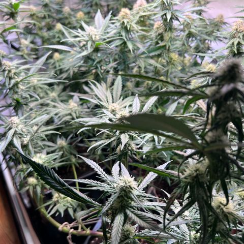 S.N.B  #1 growlog timeline photo
