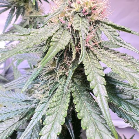 S.N.B  #1 growlog timeline photo