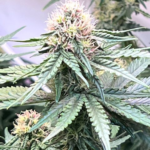 S.N.B  #1 growlog timeline photo