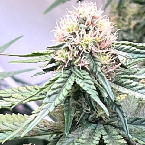 S.N.B  #1 growlog timeline photo