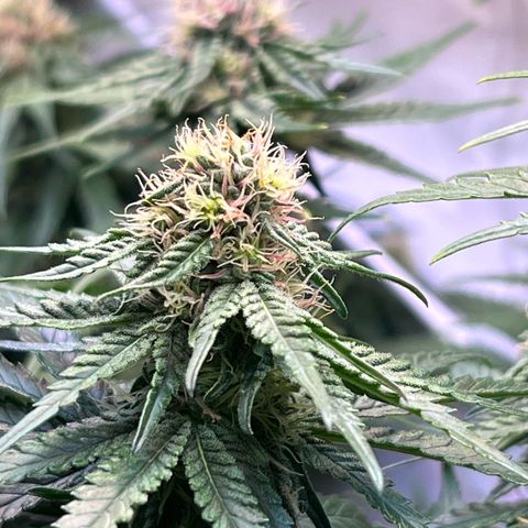 S.N.B  #1 growlog timeline photo