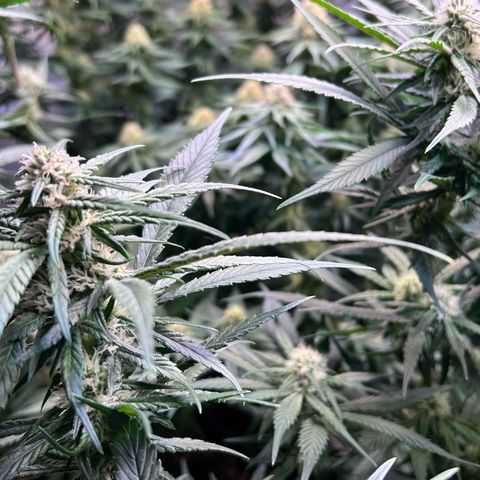 S.N.B  #1 growlog timeline photo
