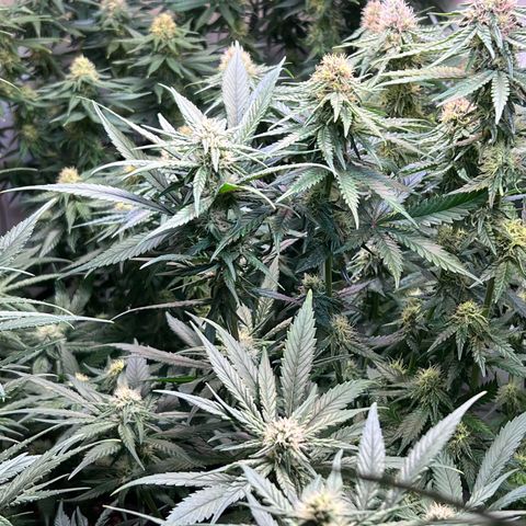 S.N.B  #1 growlog timeline photo