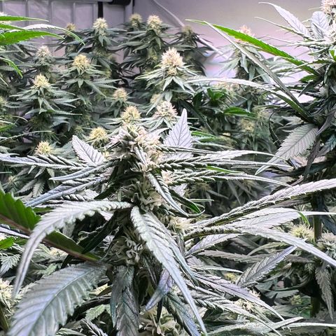 S.N.B  #1 growlog timeline photo