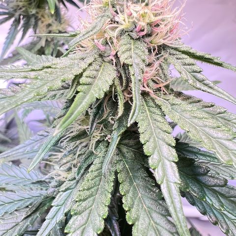 S.N.B  #1 growlog timeline photo