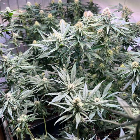 S.N.B  #1 growlog timeline photo