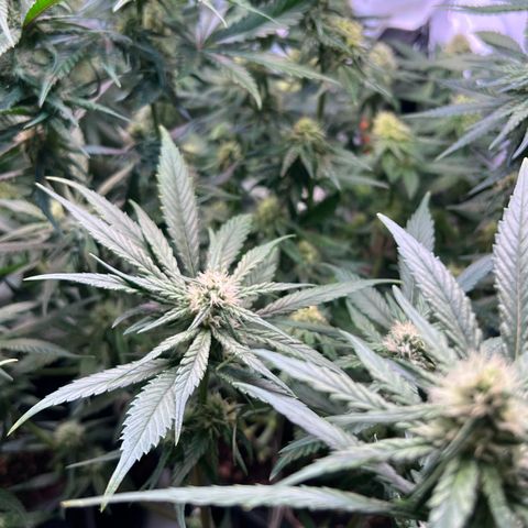 S.N.B  #1 growlog timeline photo