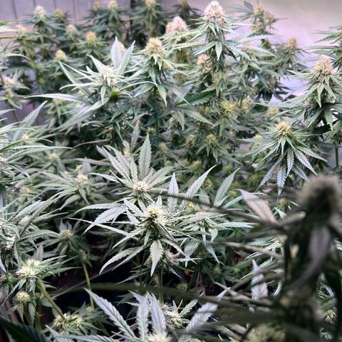 S.N.B  #1 growlog timeline photo