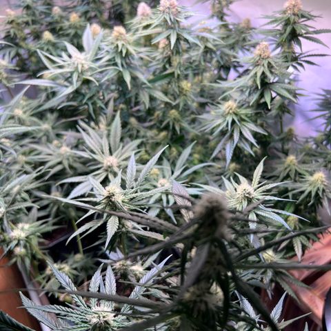 S.N.B  #1 growlog timeline photo