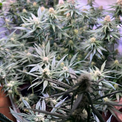 S.N.B  #1 growlog timeline photo