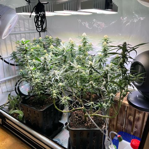 S.N.B  #1 growlog timeline photo