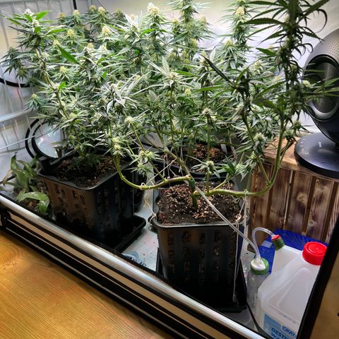 S.N.B  #1 growlog timeline photo