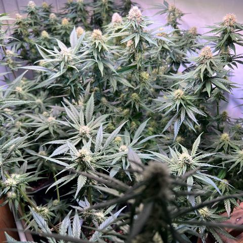 S.N.B  #1 growlog timeline photo
