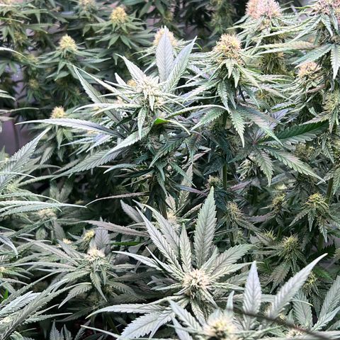 S.N.B  #1 growlog timeline photo