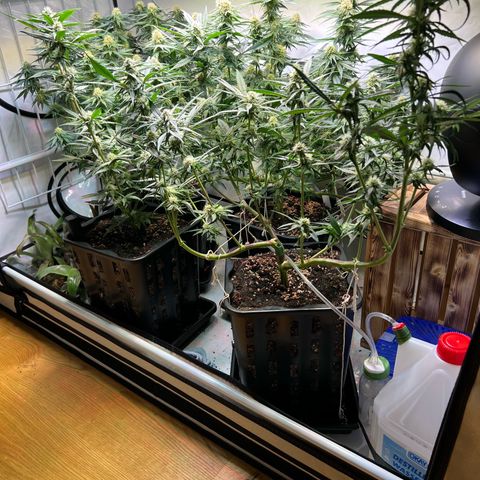 S.N.B  #1 growlog timeline photo