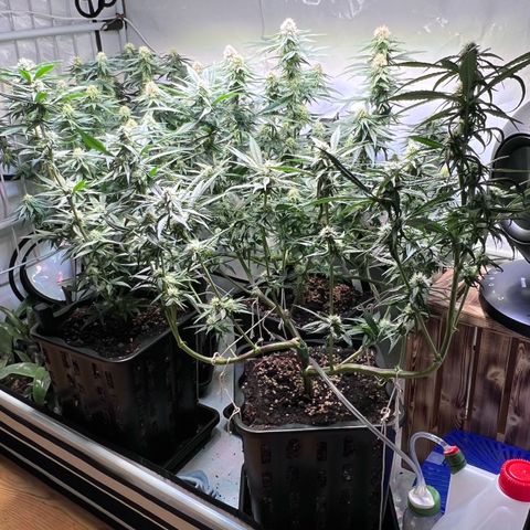 S.N.B  #1 growlog timeline photo