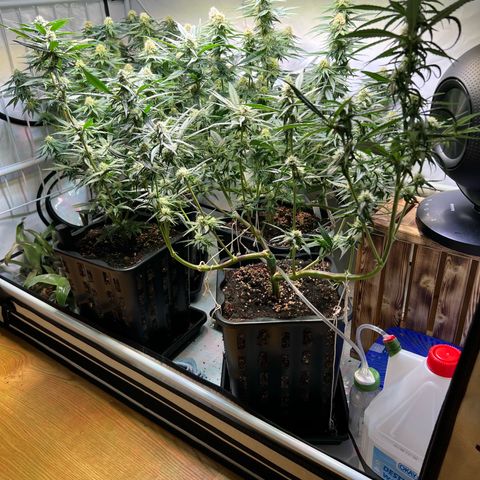 S.N.B  #1 growlog timeline photo