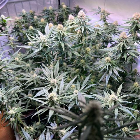S.N.B  #1 growlog timeline photo