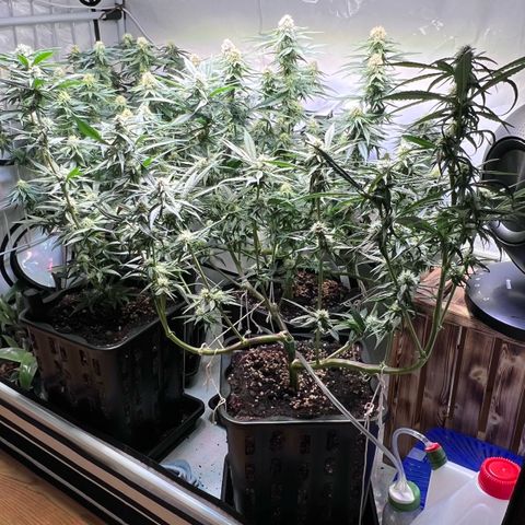 S.N.B  #1 growlog timeline photo