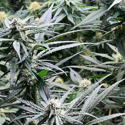 S.N.B  #1 growlog timeline photo