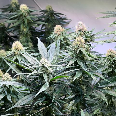 S.N.B  #1 growlog timeline photo