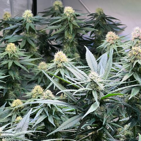 S.N.B  #1 growlog timeline photo