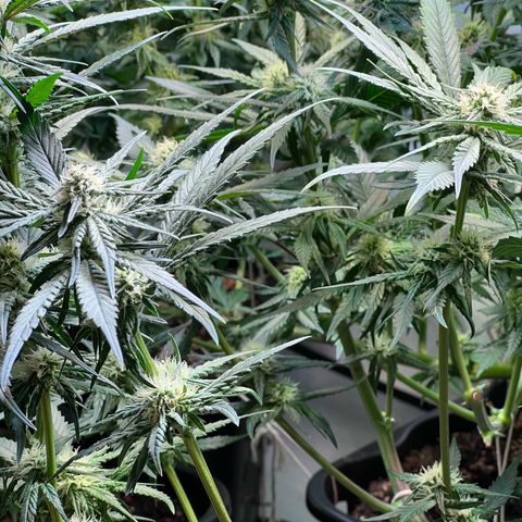 S.N.B  #1 growlog timeline photo