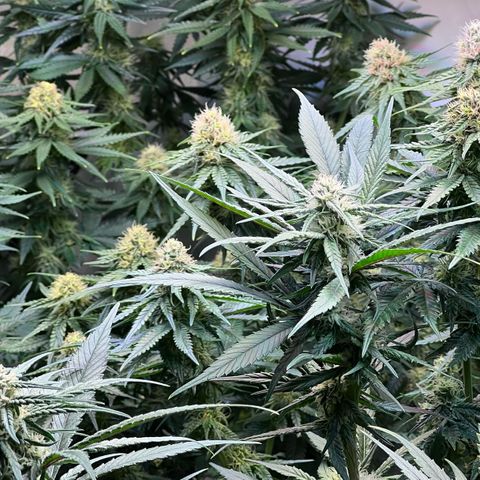 S.N.B  #1 growlog timeline photo