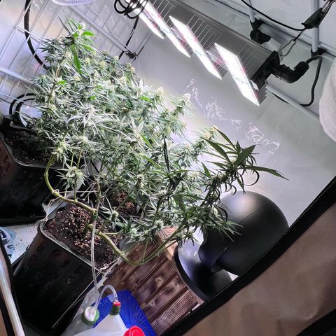 S.N.B  #1 growlog timeline photo