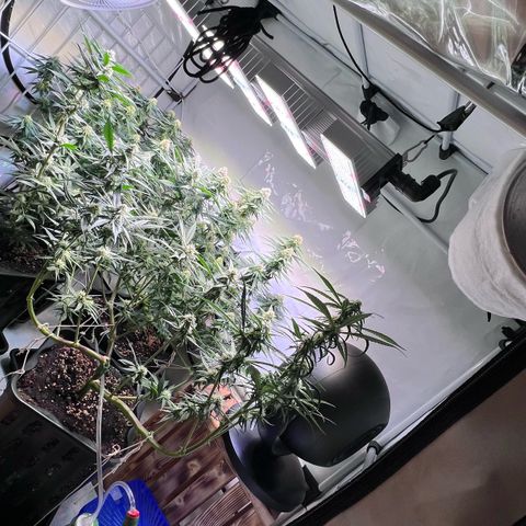 S.N.B  #1 growlog timeline photo