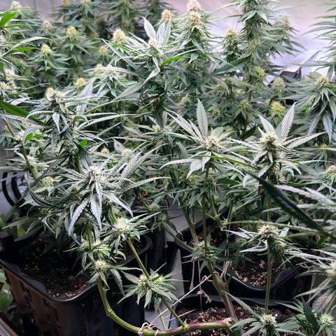 S.N.B  #1 growlog timeline photo