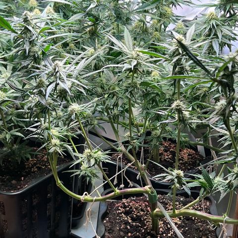 S.N.B  #1 growlog timeline photo