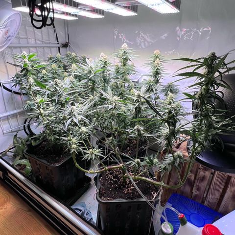 S.N.B  #1 growlog timeline photo