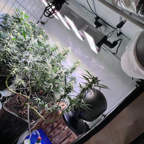 S.N.B  #1 growlog timeline photo