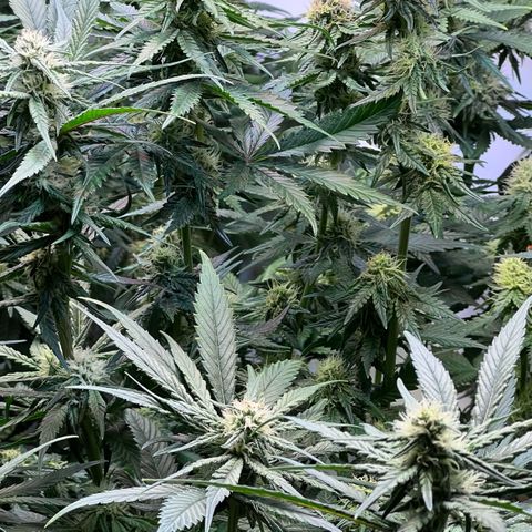 S.N.B  #1 growlog timeline photo