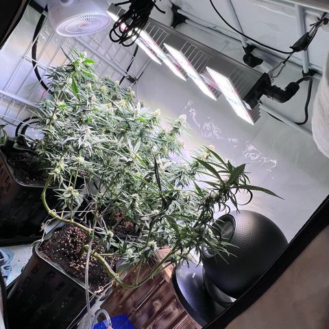 S.N.B  #1 growlog timeline photo